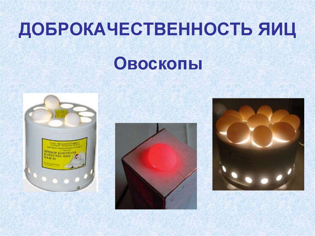 ДОБРОКАЧЕСТВЕННОСТЬ ЯИЦ