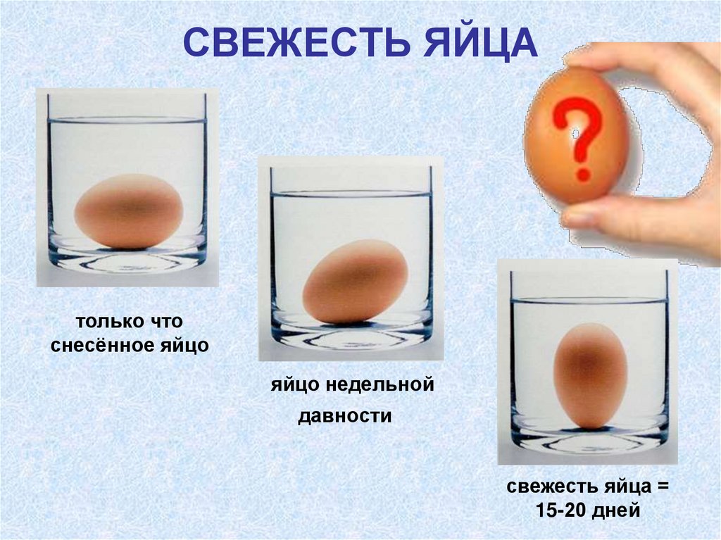 СВЕЖЕСТЬ ЯЙЦА