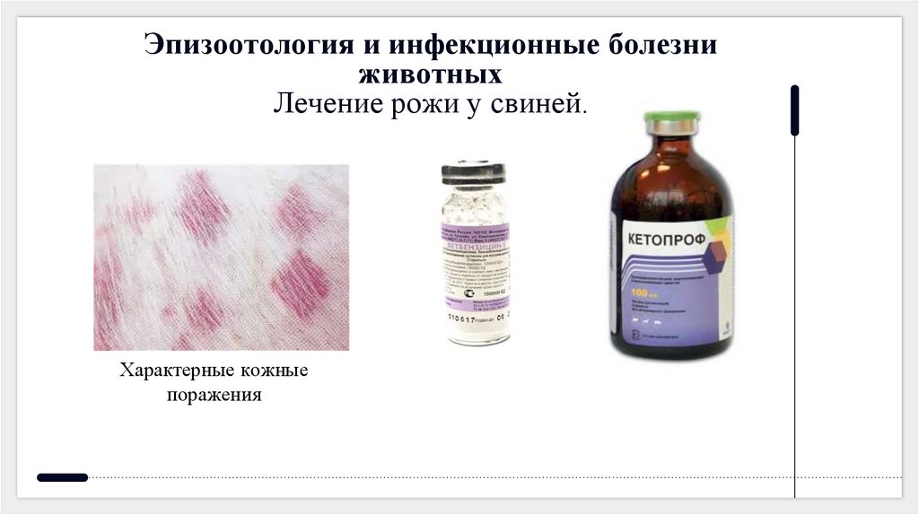 Эпизоотология и инфекционные болезни животных Лечение рожи у свиней.