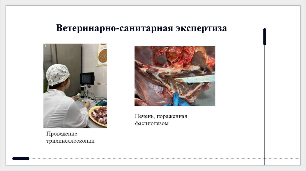 Ветеринарно-санитарная экспертиза