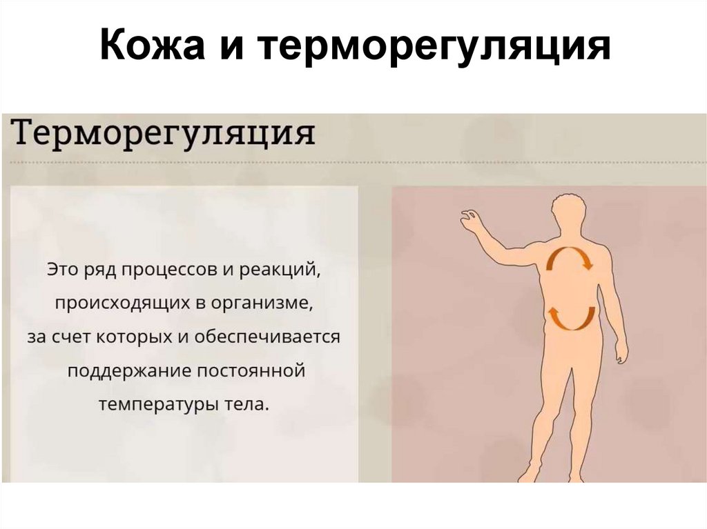 Кожа и терморегуляция