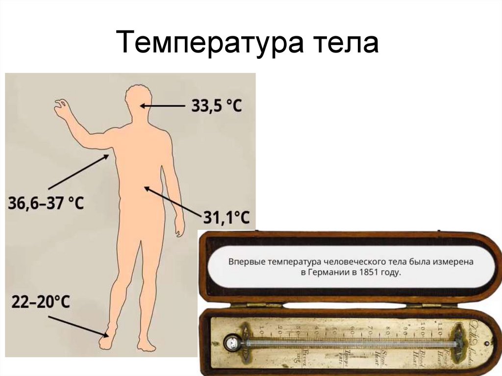 Температура тела