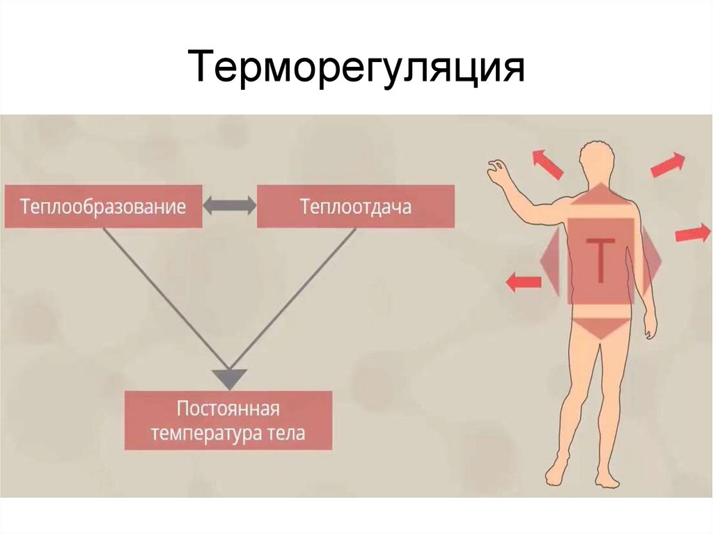 Терморегуляция