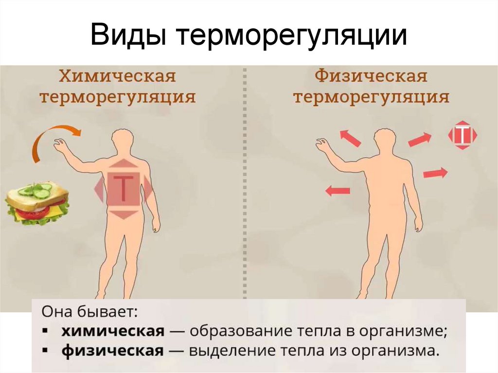 Виды терморегуляции