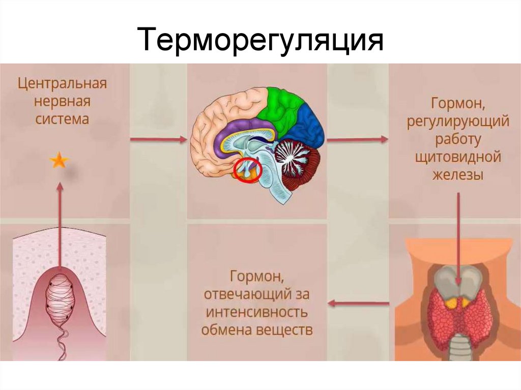 Терморегуляция