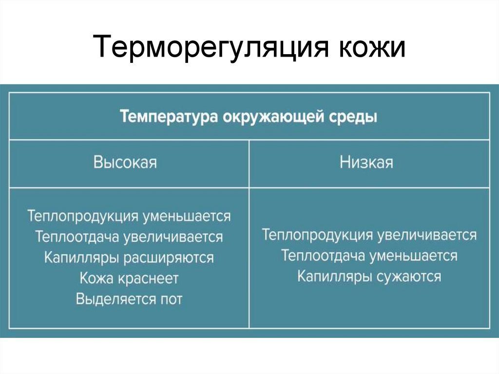 Терморегуляция кожи