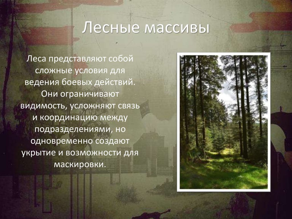 Лесные массивы