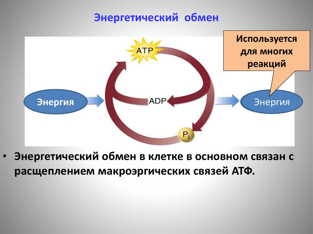 Энергетический обмен