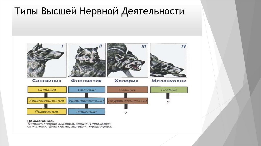 Типы Высшей Нервной Деятельности