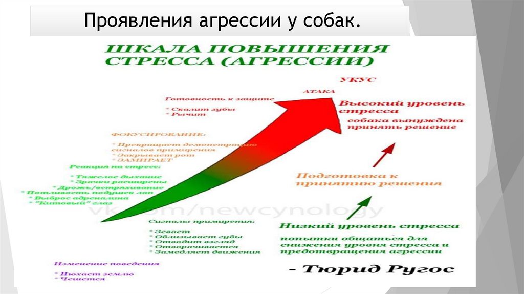 Проявления агрессии у собак.