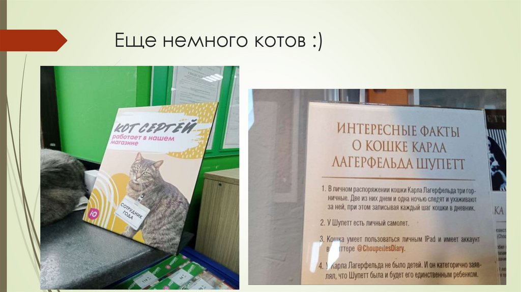 Еще немного котов :)