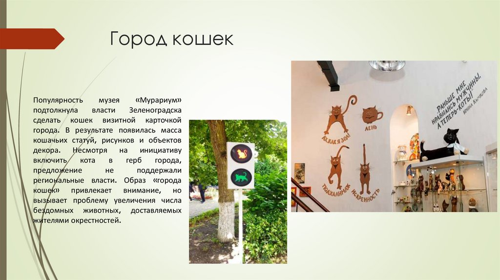 Город кошек