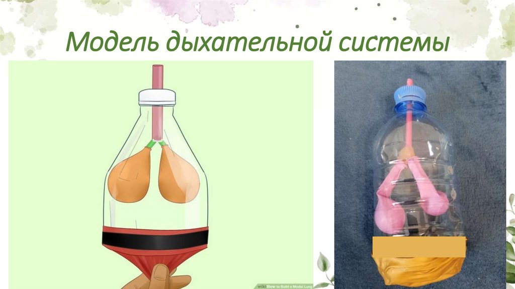 Модель дыхательной системы