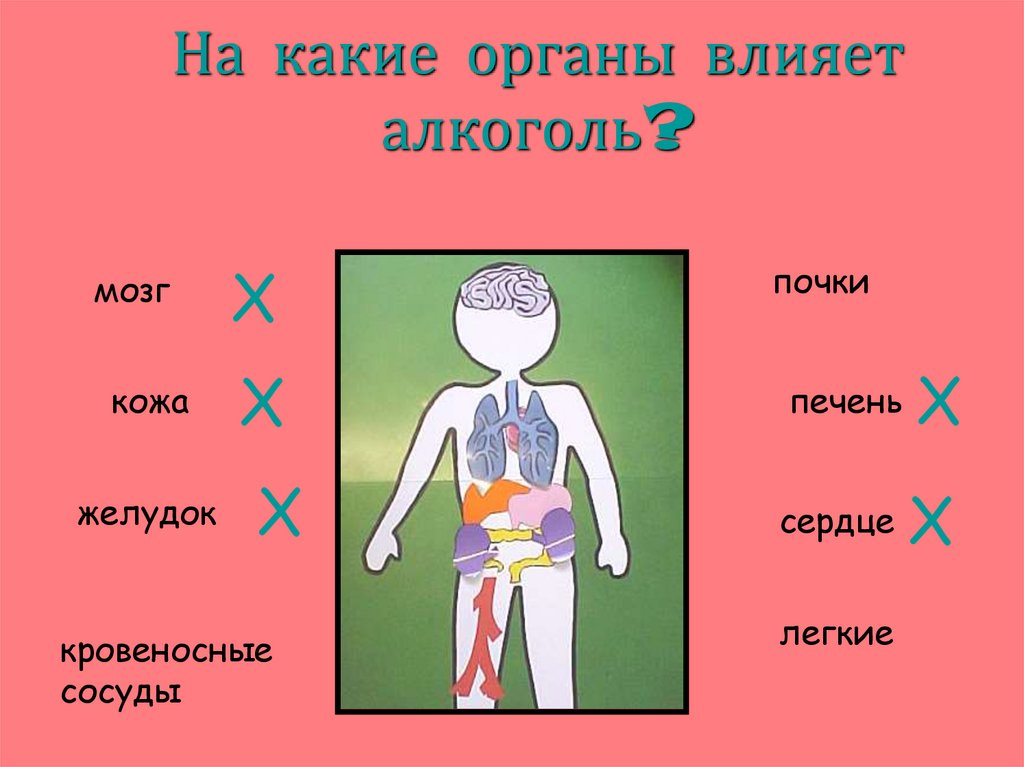 На какие органы влияет алкоголь?