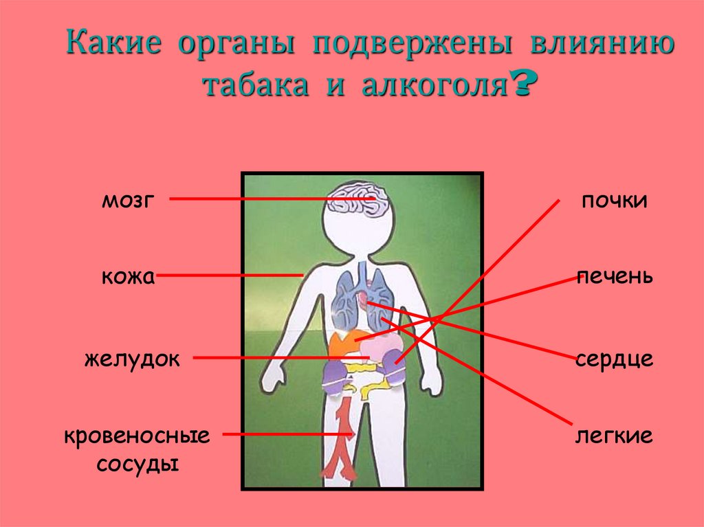 Какие органы подвержены влиянию табака и алкоголя?
