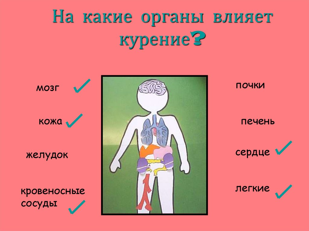 На какие органы влияет курение?