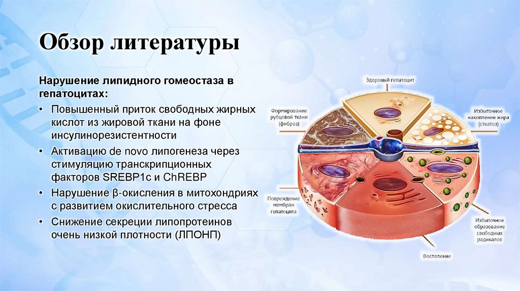 Обзор литературы