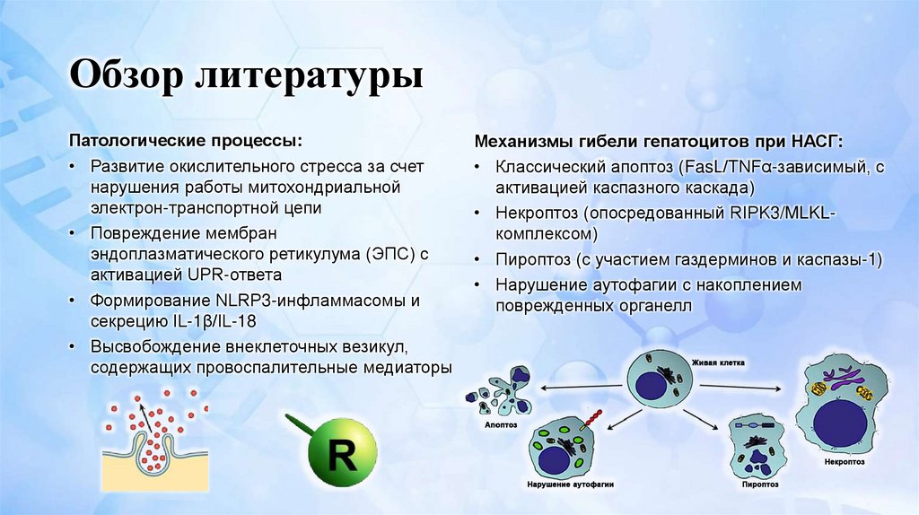 Обзор литературы