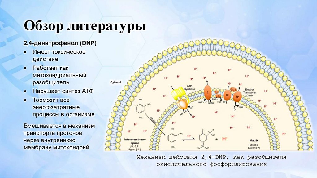 Обзор литературы