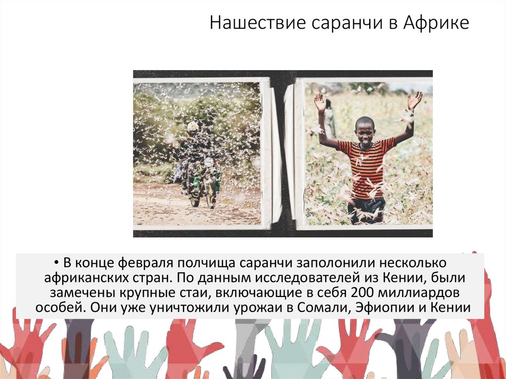 Нашествие саранчи в Африке