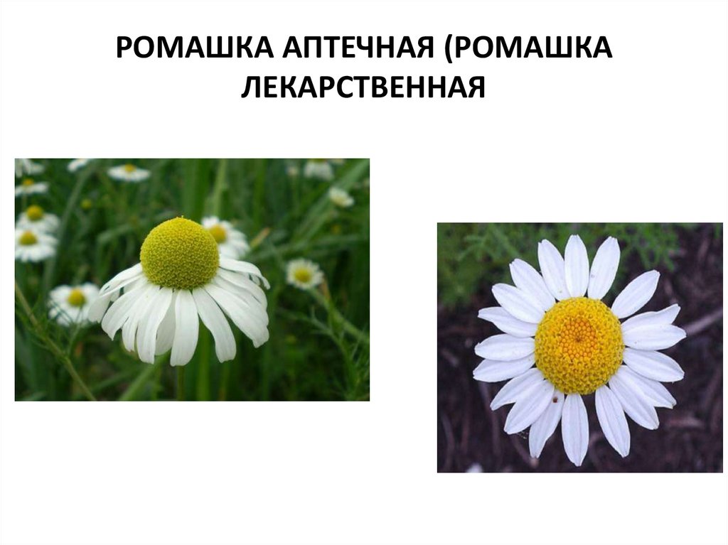 РОМАШКА АПТЕЧНАЯ (РОМАШКА ЛЕКАРСТВЕННАЯ