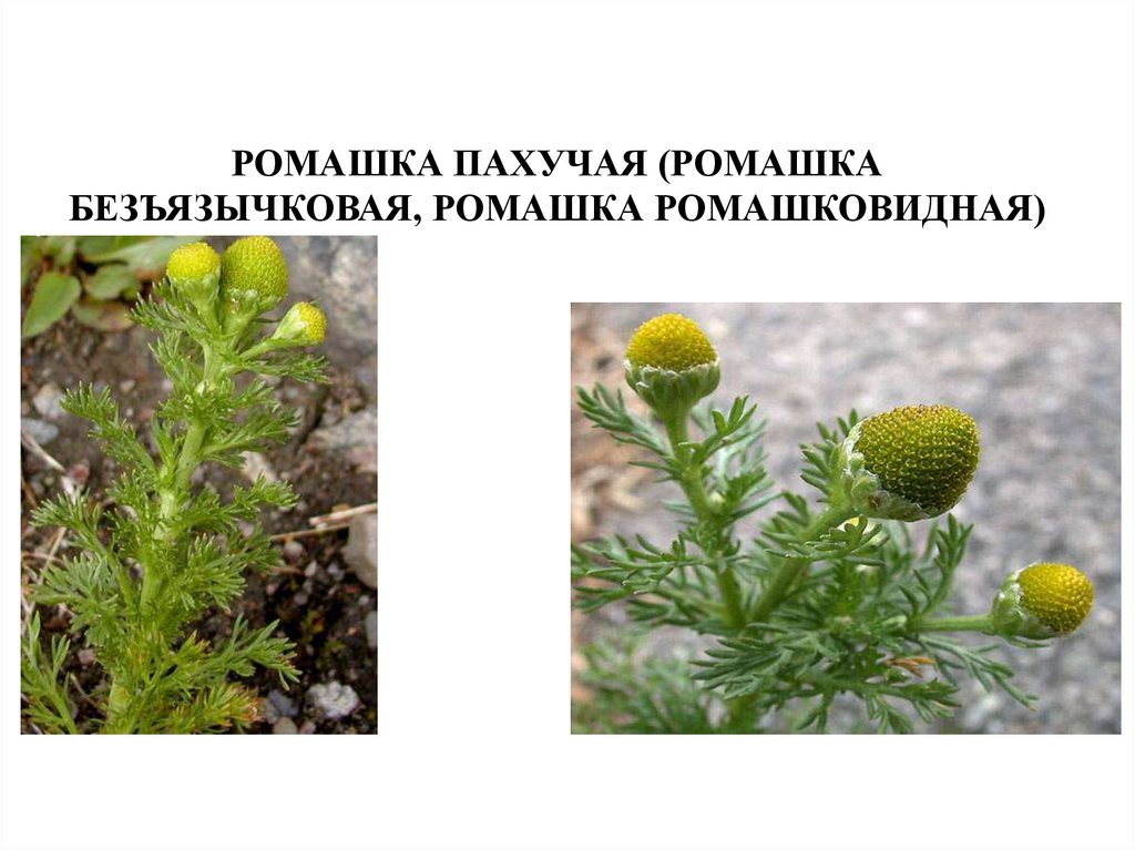 РОМАШКА ПАХУЧАЯ (РОМАШКА БЕЗЪЯЗЫЧКОВАЯ, РОМАШКА РОМАШКОВИДНАЯ)