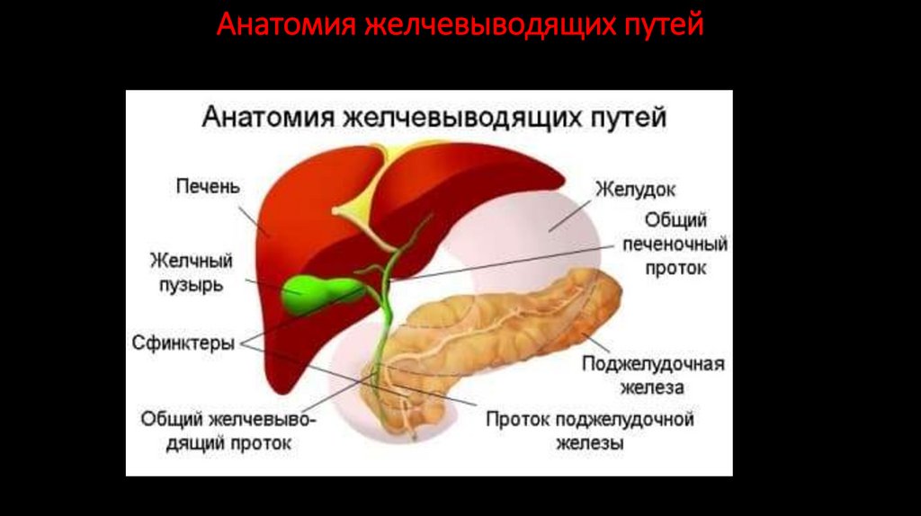 Анатомия желчевыводящих путей