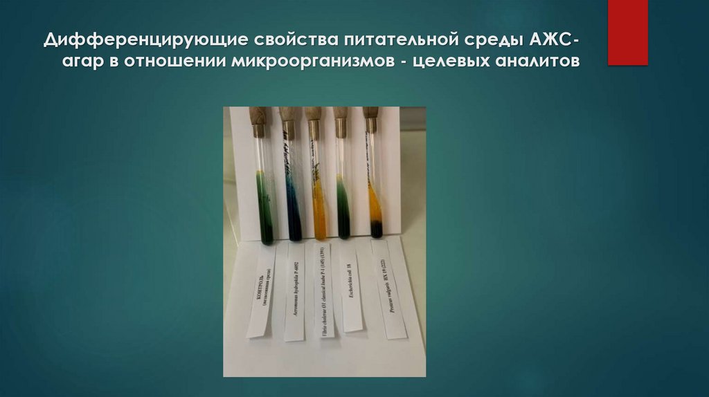 Дифференцирующие свойства питательной среды АЖС-агар в отношении микроорганизмов - целевых аналитов