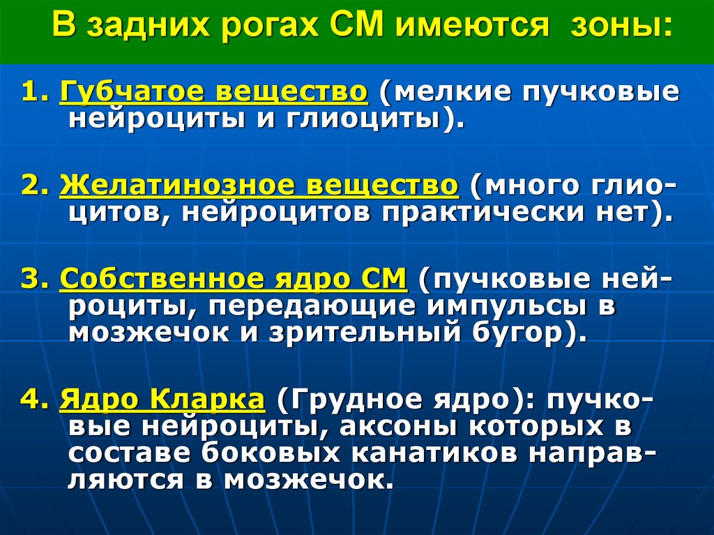 В задних рогах СМ имеются зоны: