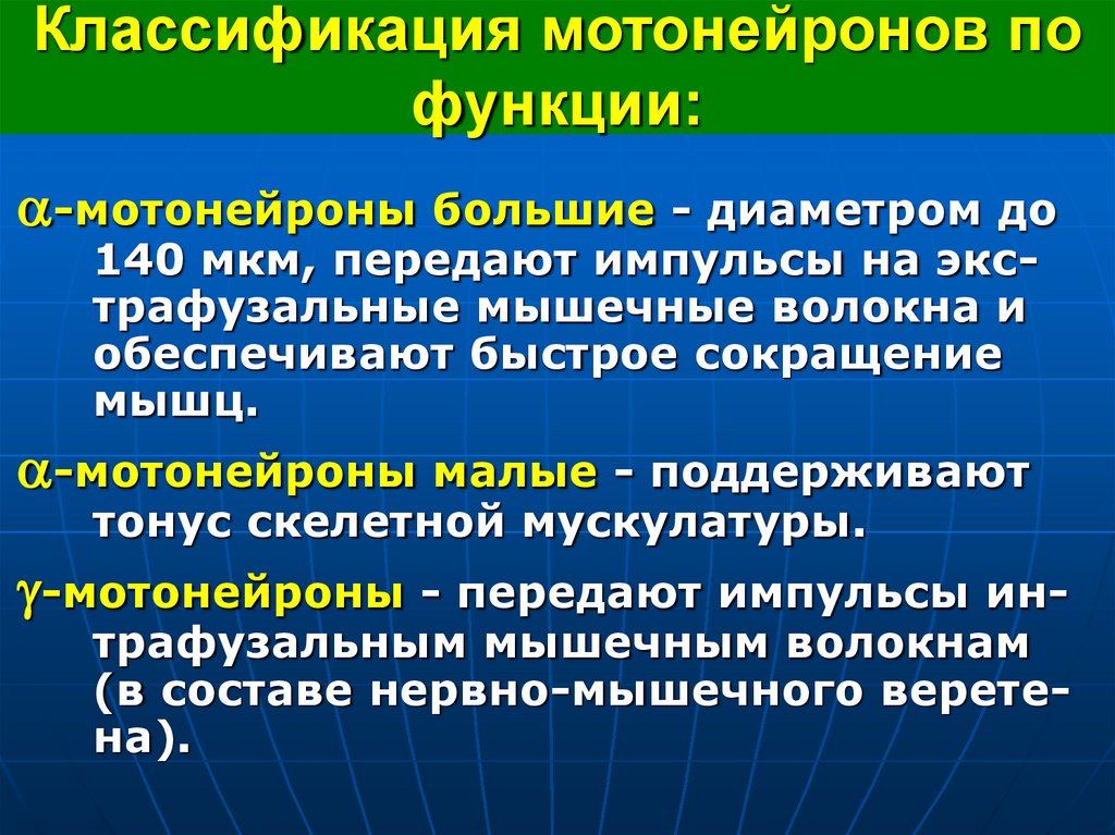 Классификация мотонейронов по функции: