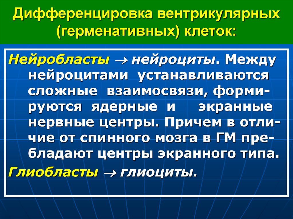 Дифференцировка вентрикулярных (герменативных) клеток: