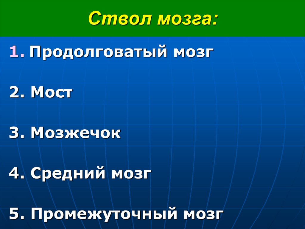 Ствол мозга: