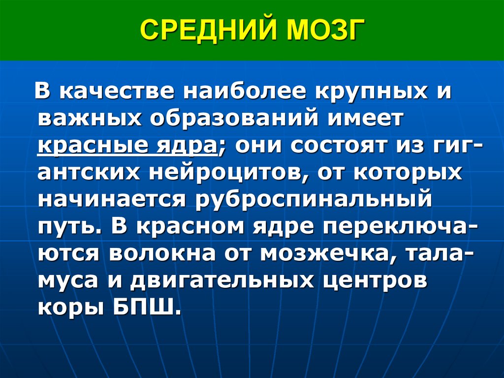 СРЕДНИЙ МОЗГ