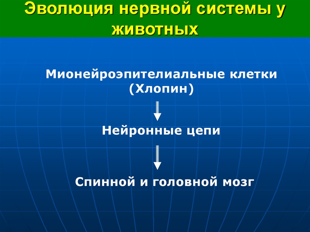 Эволюция нервной системы у животных