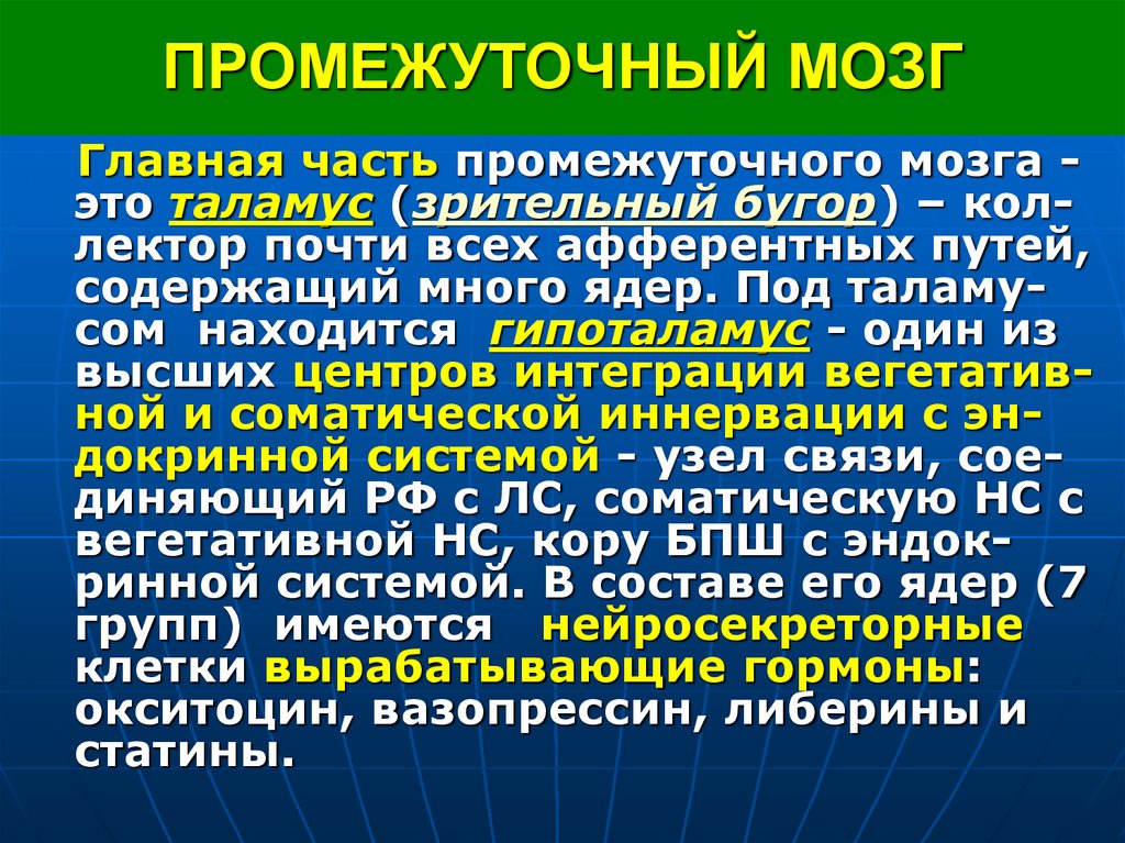 ПРОМЕЖУТОЧНЫЙ МОЗГ