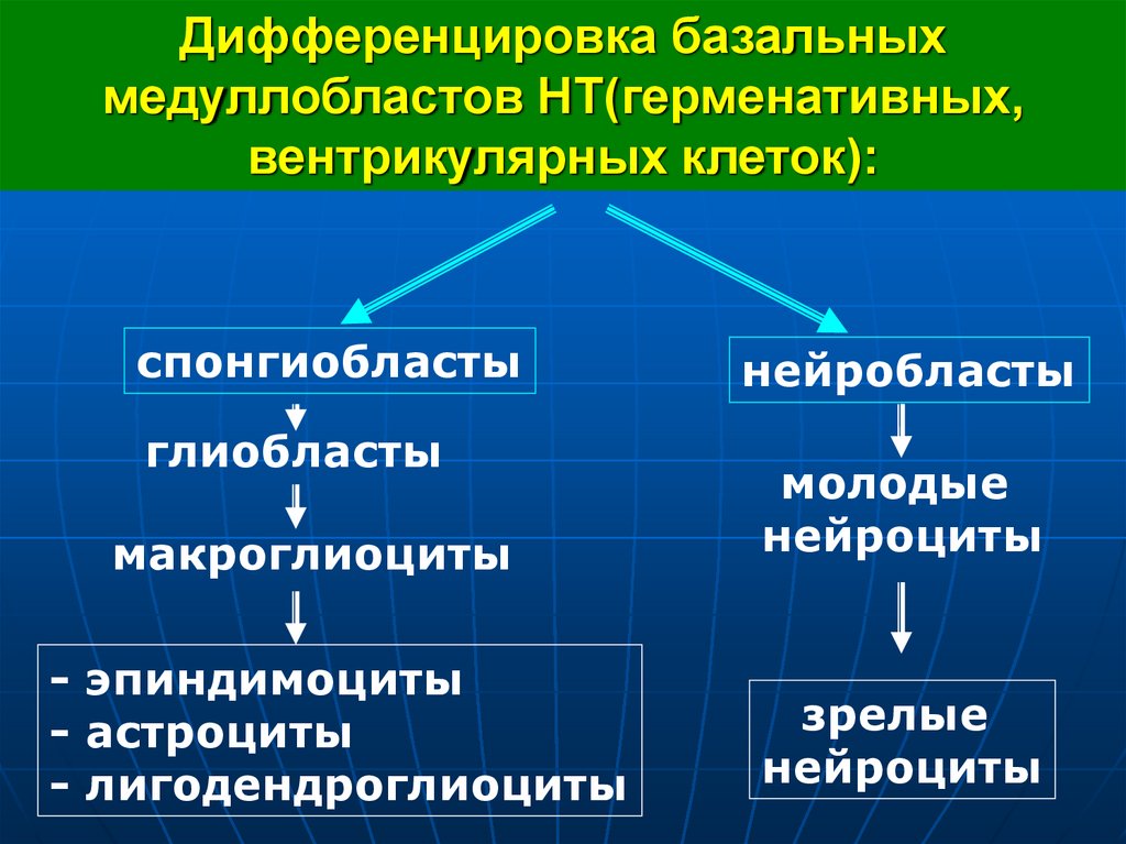 Дифференцировка базальных медуллобластов НТ(герменативных, вентрикулярных клеток):