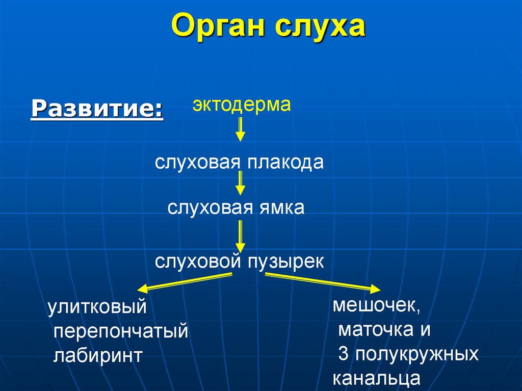 Орган слуха