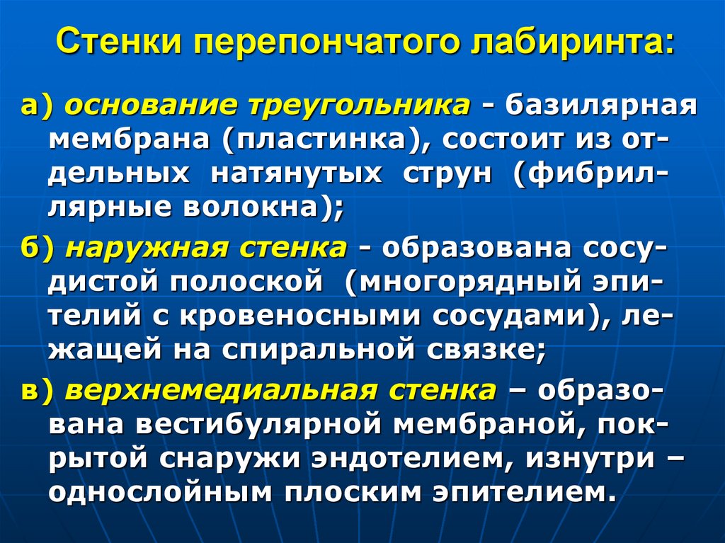 Стенки перепончатого лабиринта: