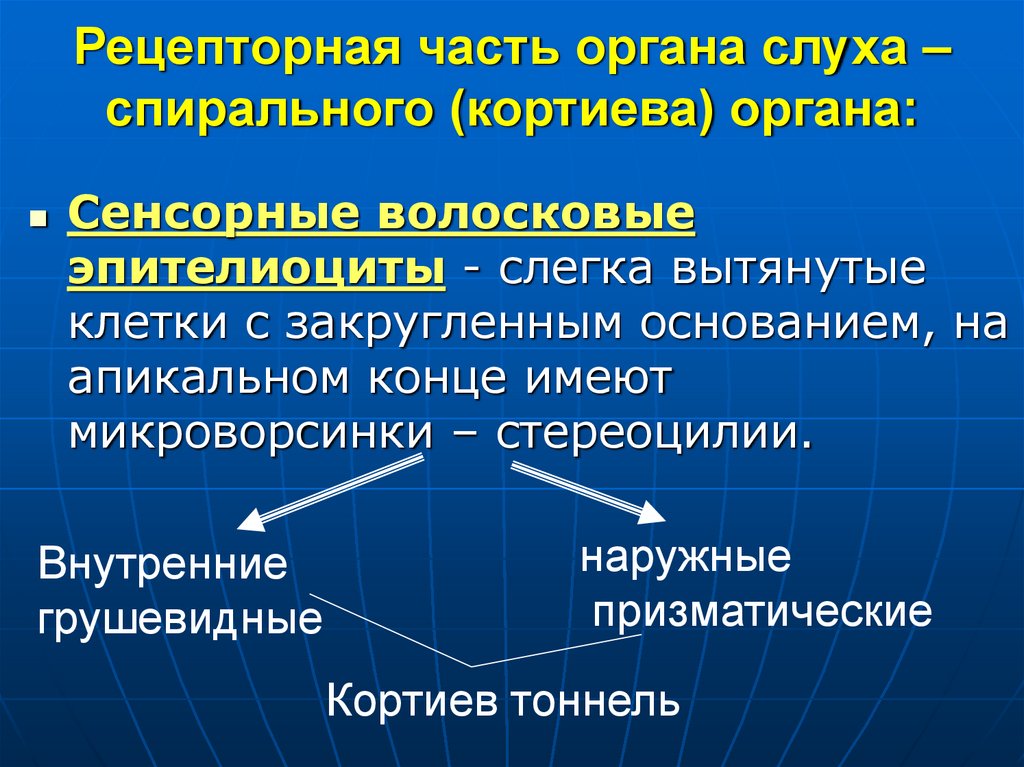 Рецепторная часть органа слуха – спирального (кортиева) органа: