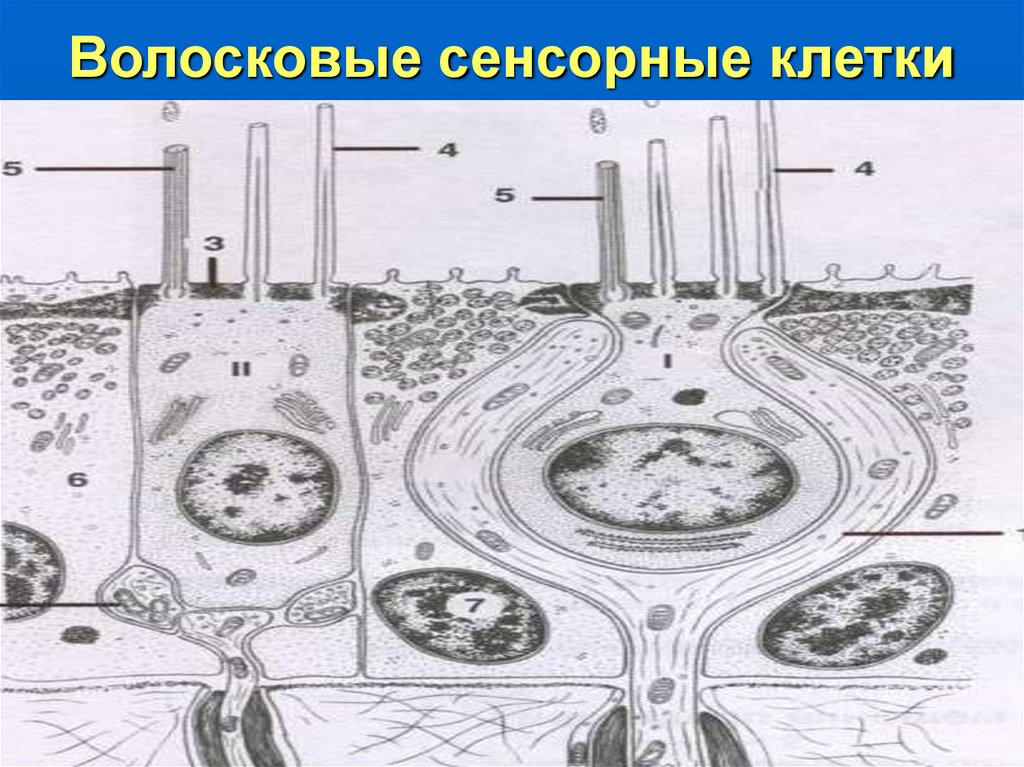 Волосковые сенсорные клетки