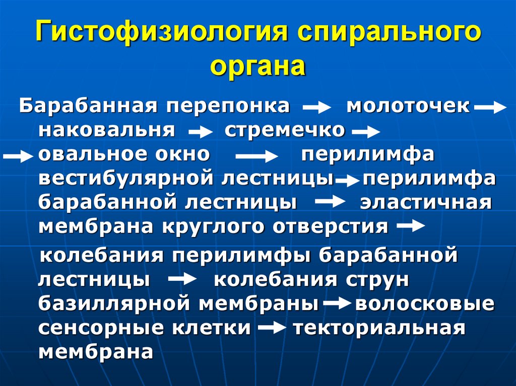 Гистофизиология спирального органа