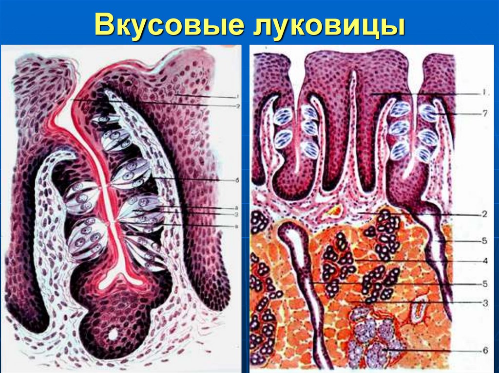 Вкусовые луковицы