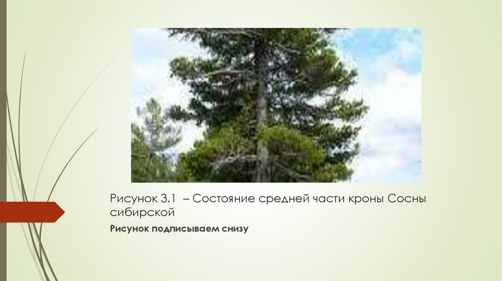 Рисунок 3.1 – Состояние средней части кроны Сосны сибирской