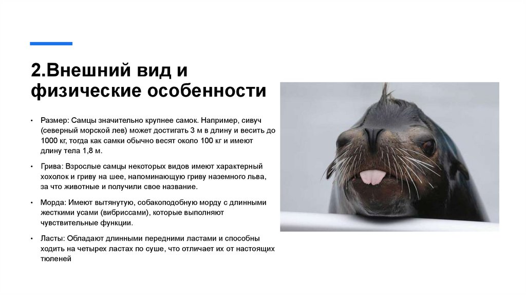 2.Внешний вид и физические особенности