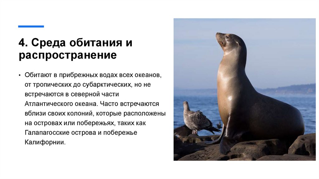 4. Среда обитания и распространение