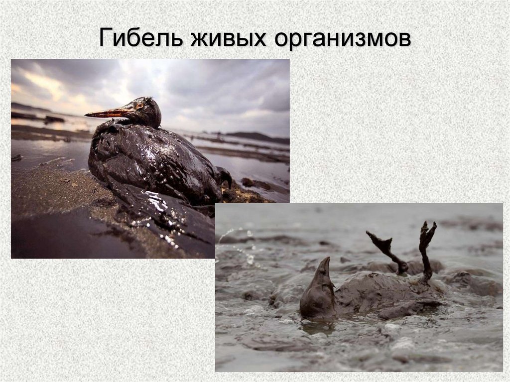 Гибель живых организмов