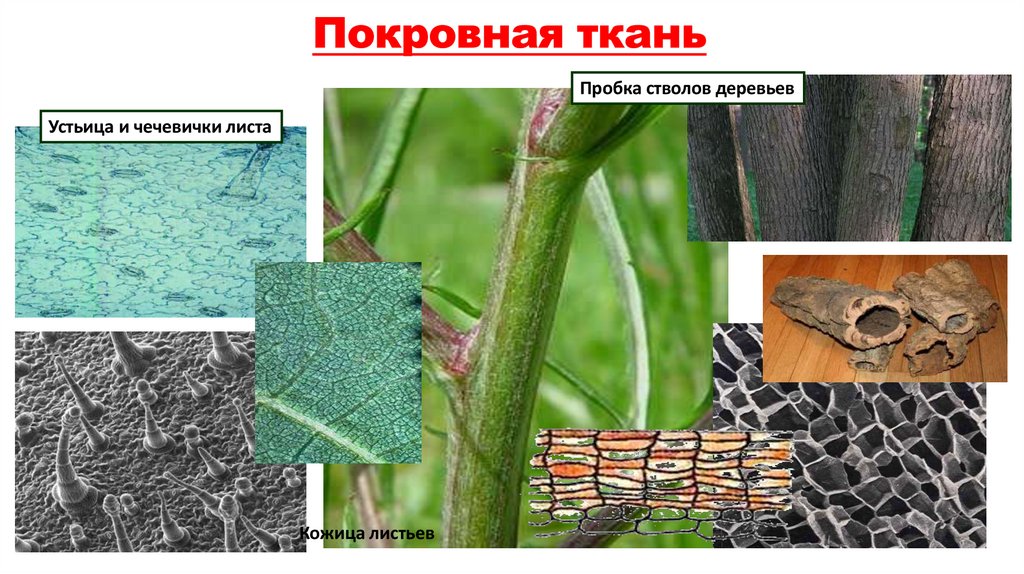 Покровная ткань