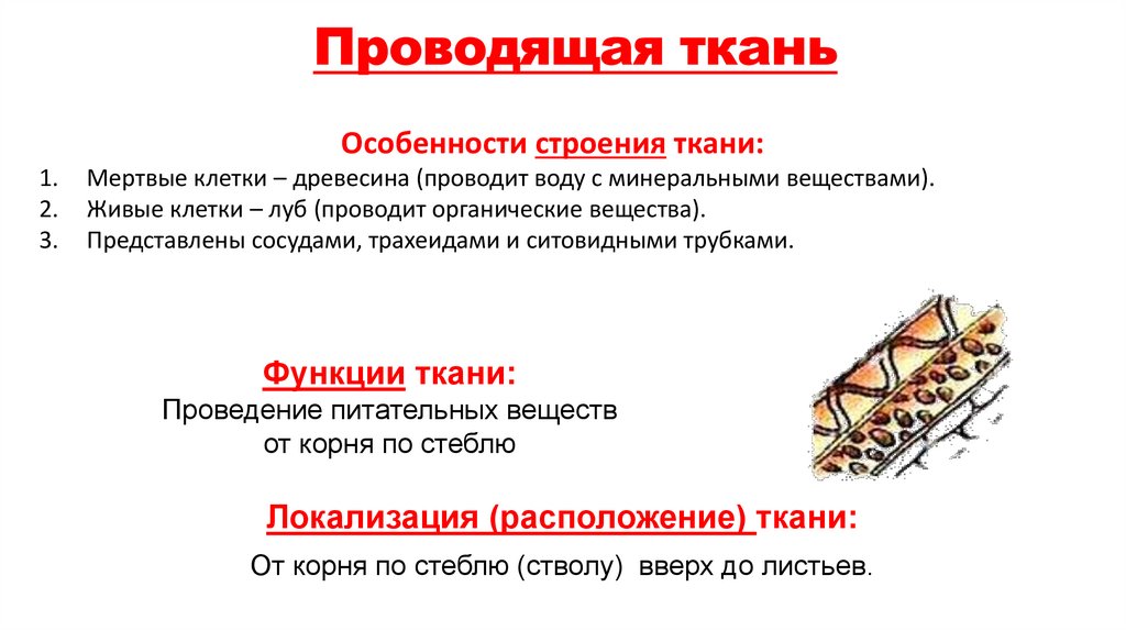 Проводящая ткань