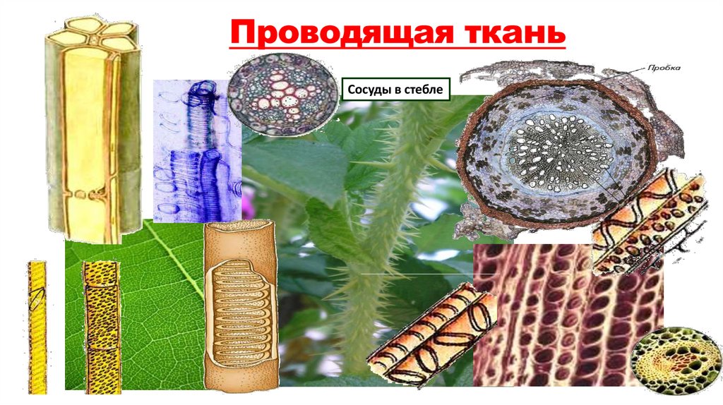 Проводящая ткань