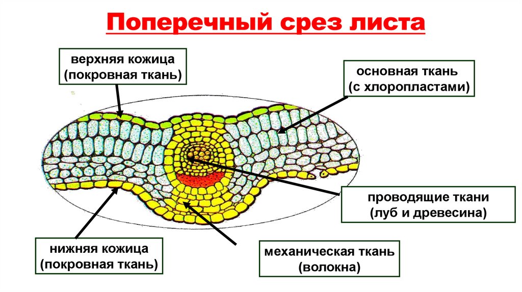 Поперечный срез листа